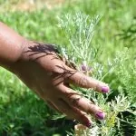 Mapeamento em saúde e agroecologia: como foi elaborado?Memória – Em março d…