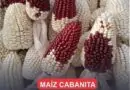 El rico maiz Cabanita unico en su variedad en el mundo y se cultiva en Cabanacon…