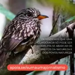 Plantas, aves, mamíferos, répteis, anfíbios, peixes, fungos, insetos, todas as p…