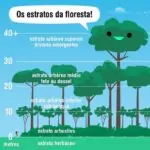 (Da página Árvore, Ser Tecnológico)As árvores de uma floresta estão distribuída…