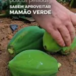 POUCAS PESSOAS SABEM APROVEITAR O MAMÃO VERDE Aprenda a fazer um chips de mamã…