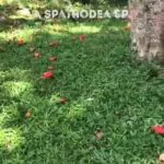 Permacultura
