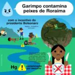 Garimpo ilegal contamina água em Roraima e peixes apresentam concentrações de me…