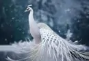 Peacock series no. ii #digitalart #art #aiart #ai #artist #peacock #bird #midjou…