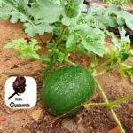 Ara Pyauu Ano Novo @tekoa_kaagwypora @reikwaapa @xeerokadju @maynoguarany…