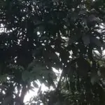 ERVAS MEDICINAIS O PODER DA CURA