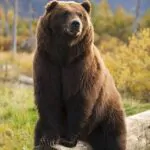 Quando sopram os ventos frios do Outono, o Urso lentamente se retira para a sua …