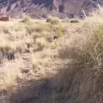 Buscando Yuyitos del campo y explicando porqué se llama el Estudio Fotográfico C…