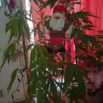Mikerido Arbolito Depascua Saludos