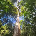 Eco Caminhos