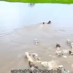 Fazer e Viver >Ecovilas >Permacultura >Bioconstrução