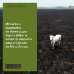 Fazendas de gado que abastecem os três maiores frigoríficos do Brasil – JBS, Mar…